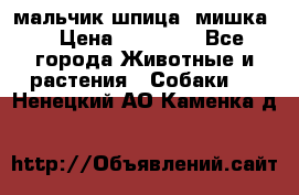 мальчик шпица (мишка) › Цена ­ 55 000 - Все города Животные и растения » Собаки   . Ненецкий АО,Каменка д.